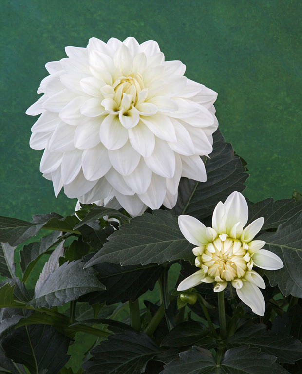 White Dahlias   P O'Malley